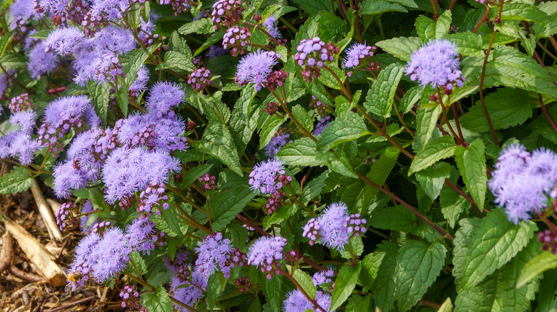 blue mistflower