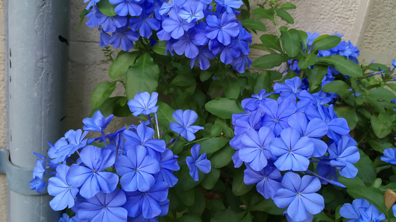 flowering blue plumbago