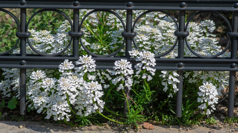 flowering candytuft behind metal fence