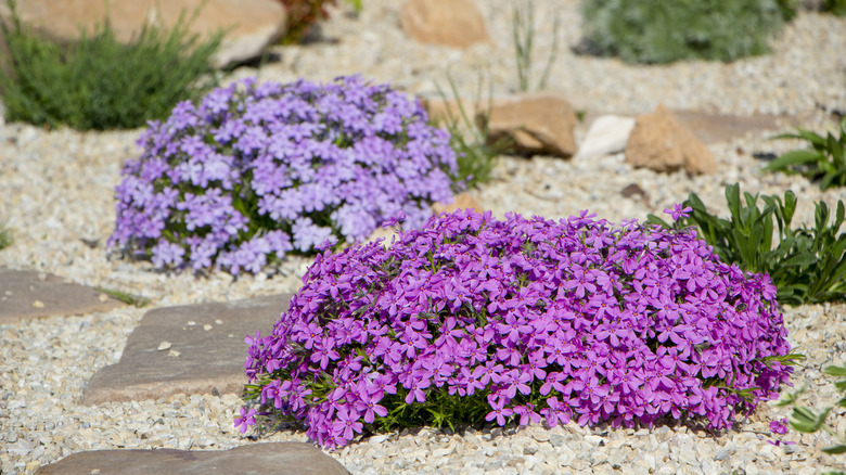 purple and pink creeping phlox