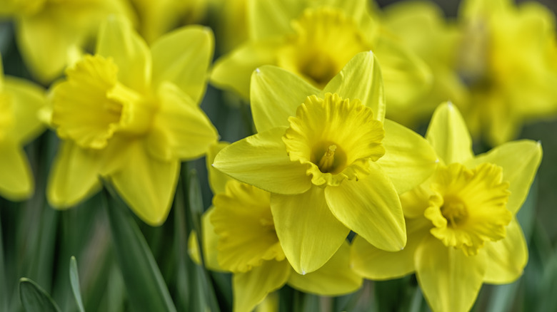 daffodil with yellow blooms