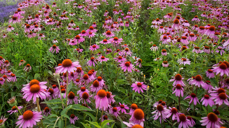 coneflowers