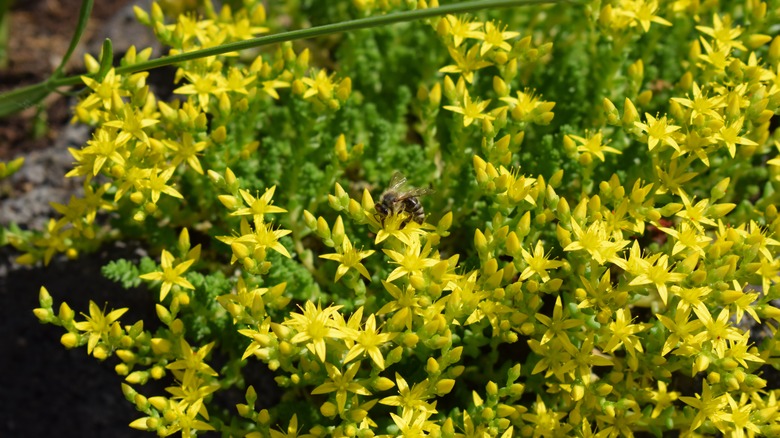 flowering gold moss