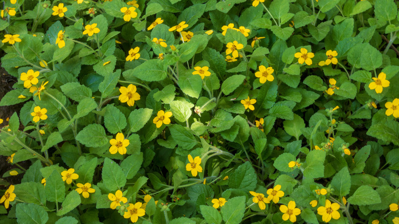 green-and-gold with yellow flowers