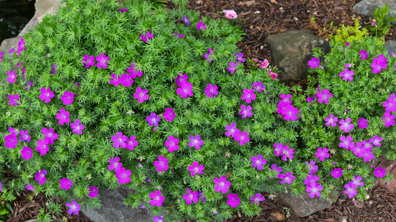 hardy geranium with pink flowers