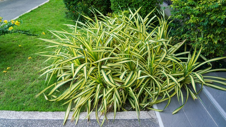 ice dance carex clump