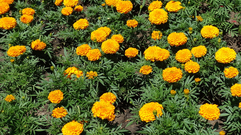 marigolds with orange flowers