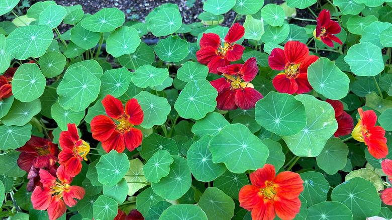 flowering nasturtium