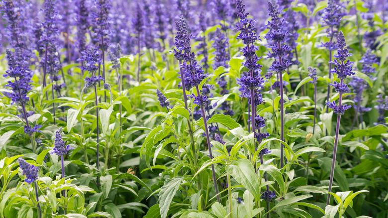 flowering sage