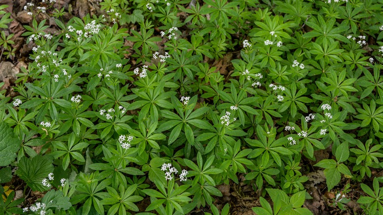 sweet woodruff