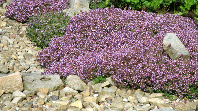 thyme mat