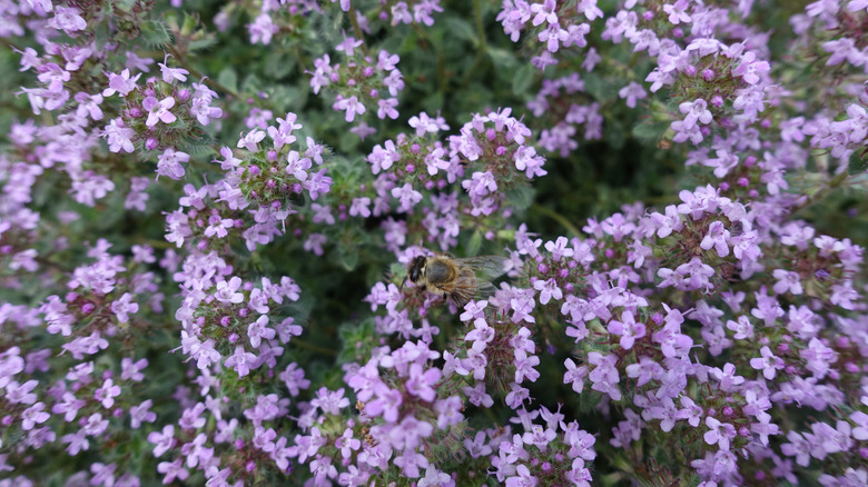 bee on woolly thyme flowers