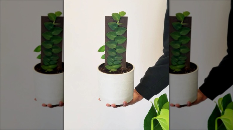 plant with shingle climbing board