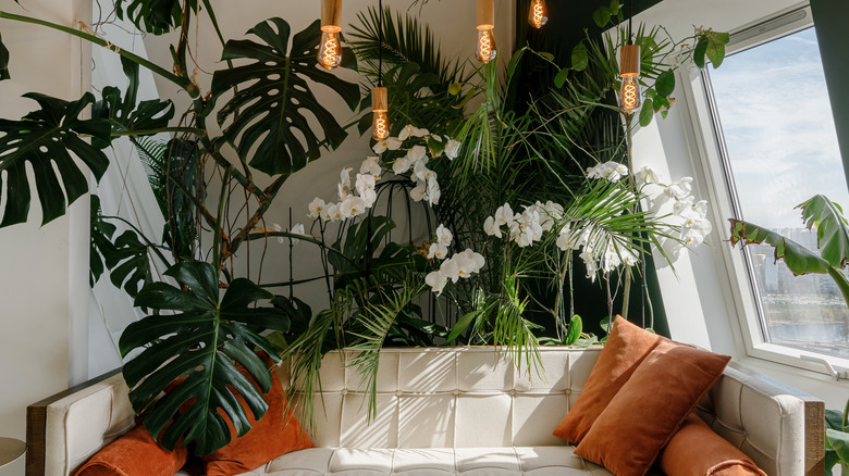 plants and leather sofa