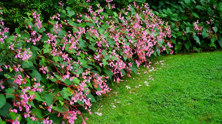 Begonias lined up as border