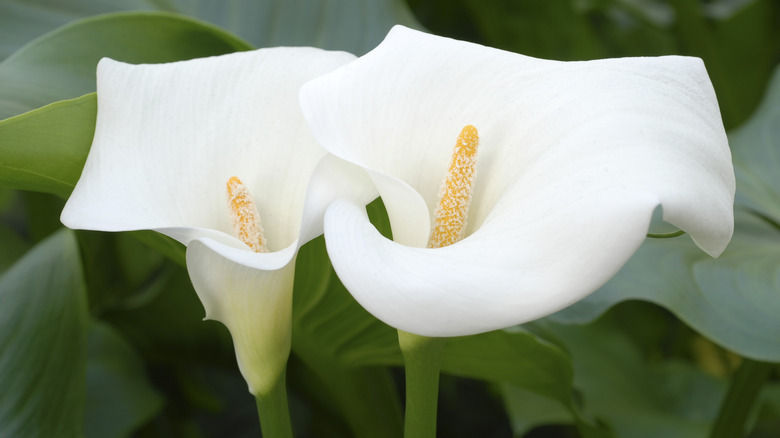 Two white calla lily flowers