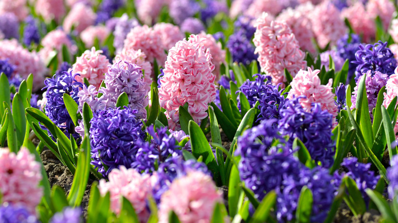 Hyacinths in pink and purple