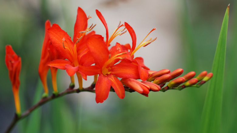 Crocosmia red flowers close up