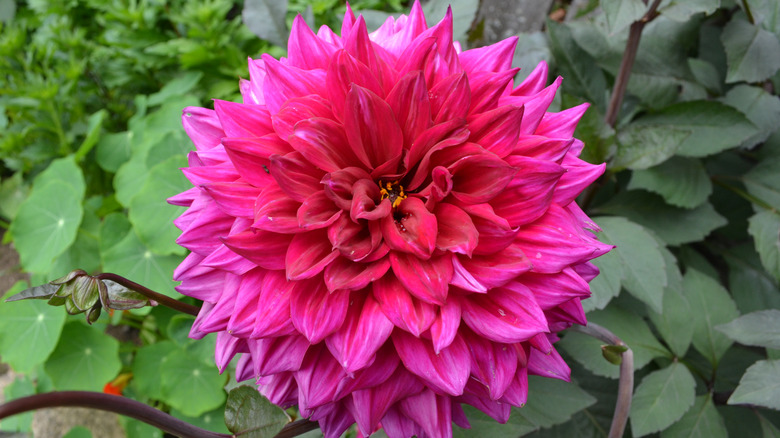 Pink dinner-plate dahlia blooming