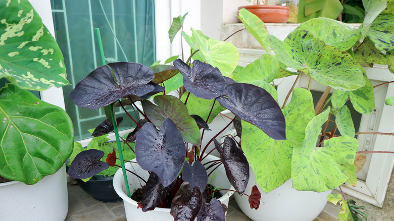 Three different elephant ear cultivars