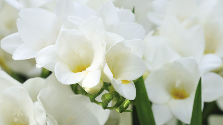 White freesia flowers close up