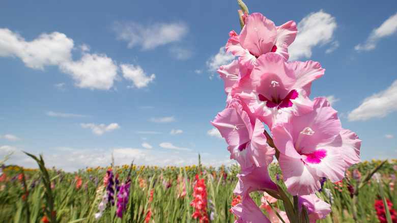 Gladioli flowers in a feild 