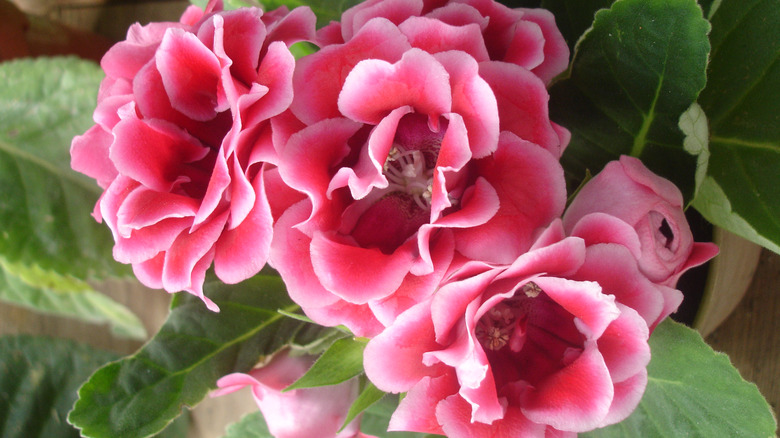 Pink and frilly gloxinia flowers