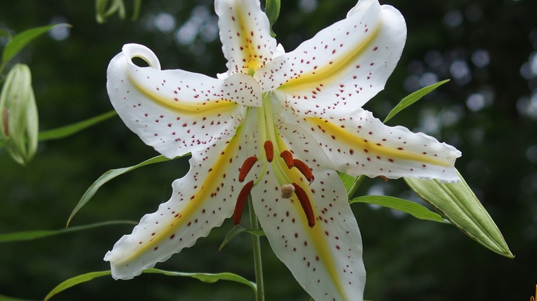 Close up golden-rayed lily