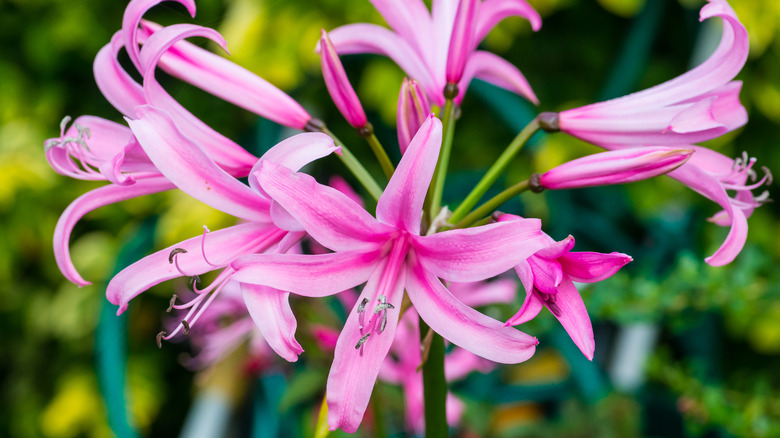 Pink guernsey lilies in garden