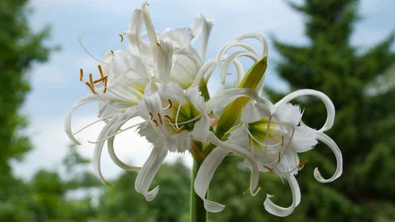 Spider-like white Peruvian daffodils