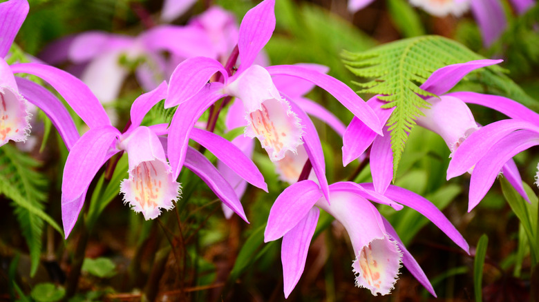 Low growing purple pleione orchids