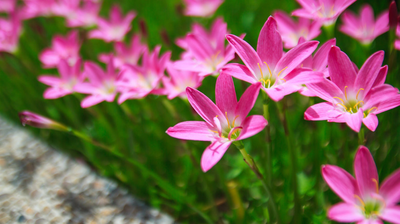 Many pink rain lilies 