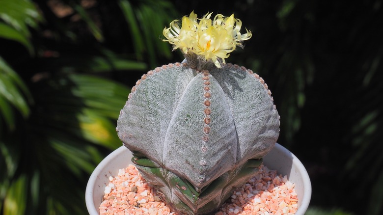 Bishop's hat cactus in bloom