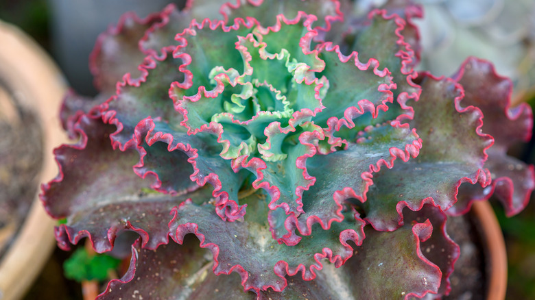 Bittersweet succulent with ruffled leaves