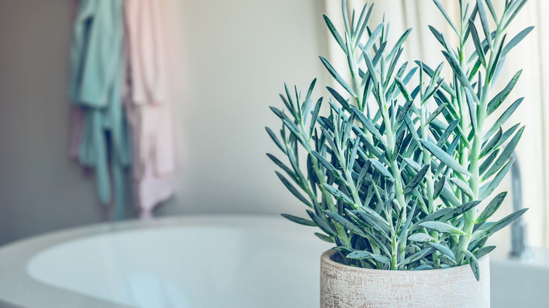 Blue chalksticks plant in bathroom