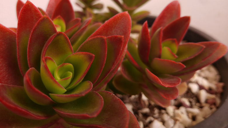 Campfire Crassula in rocky soil