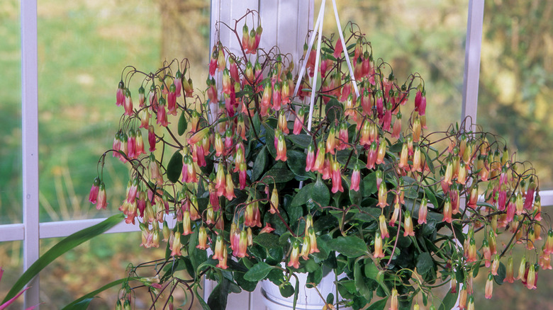 Kalanchoe in a hanging pot