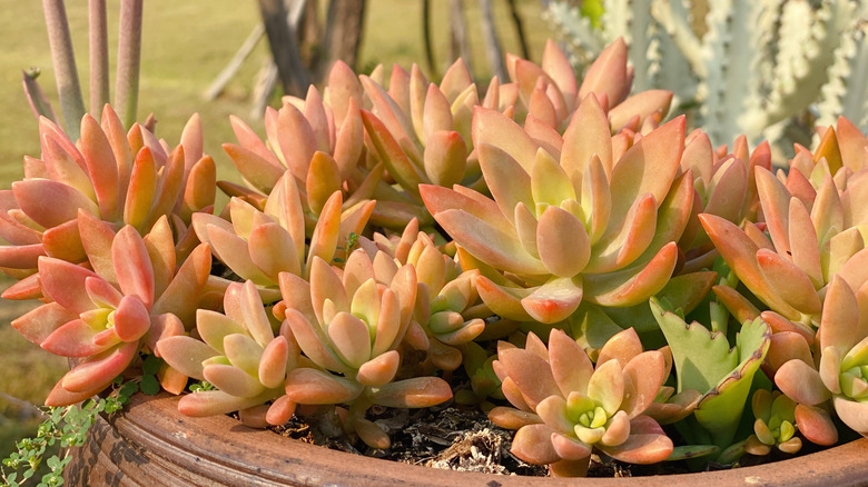 Coppertone stonecrop growing in container