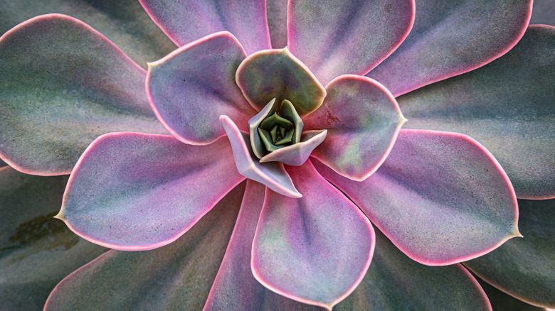 Echeveria 'Lola' closeup foliage 