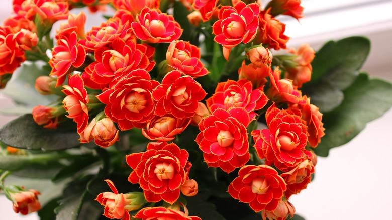 Florist Kalanchoe with red blooms