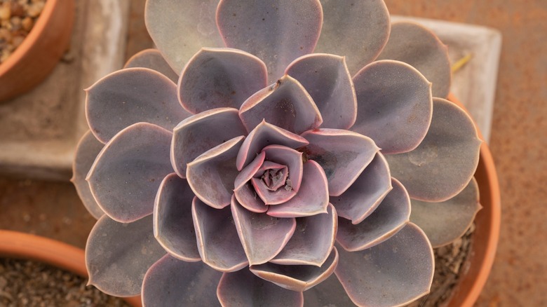 Fred Ives Echeveria in pot