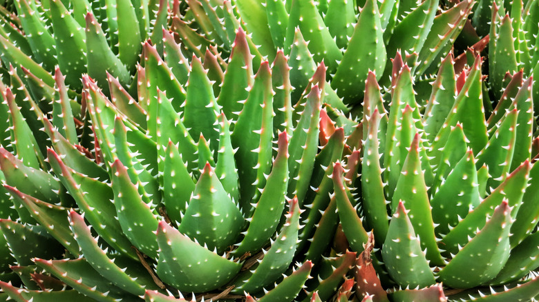 Golden-toothed aloe colored tips