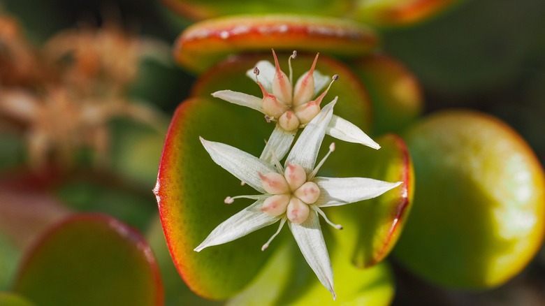 Jade plant blooming white flower 