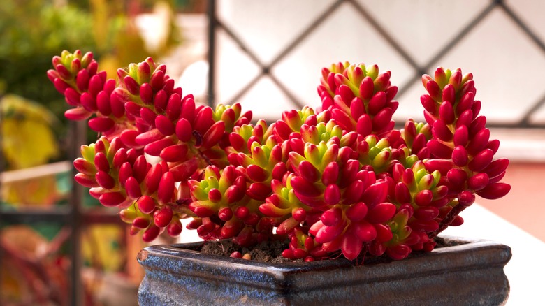 Jelly bean plant red foliage