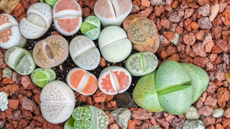 Living stones planted in gravel