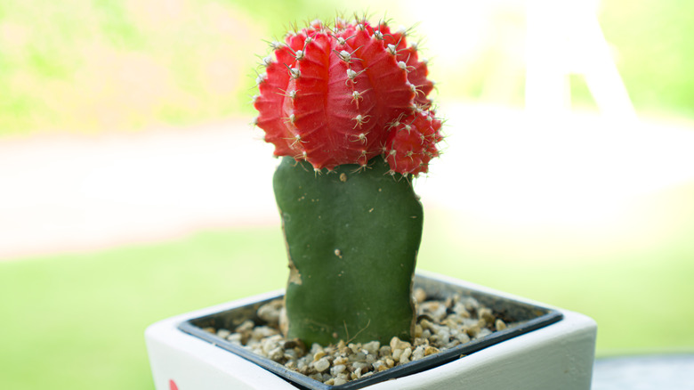 Moon cactus with red top