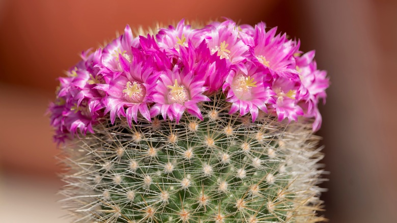 Pincushion cactus with pink flowers 