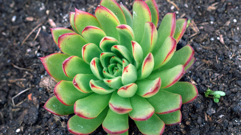 Pulido's echeveria planted in soil