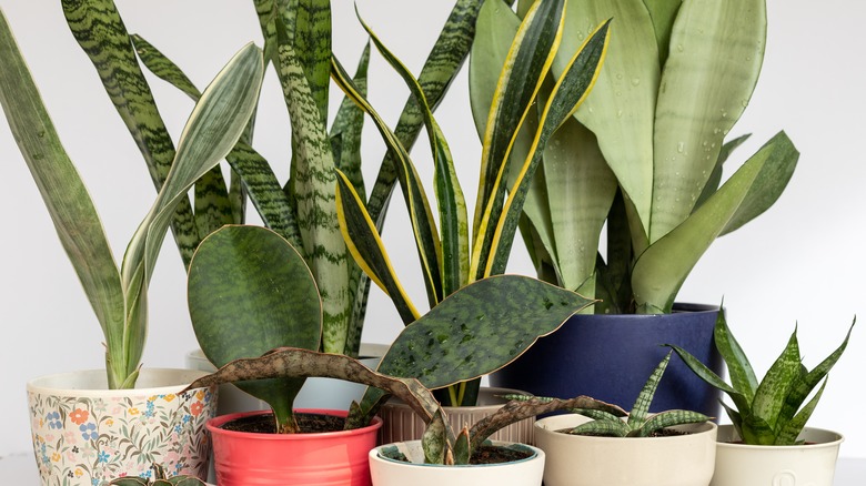 Several snake plant varieties 