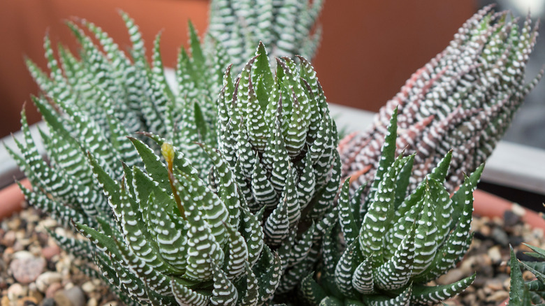 Zebra wart haworthia growing large